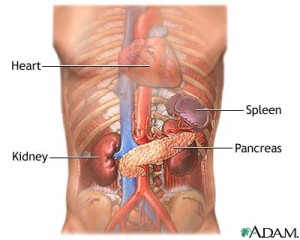 pancreas pic